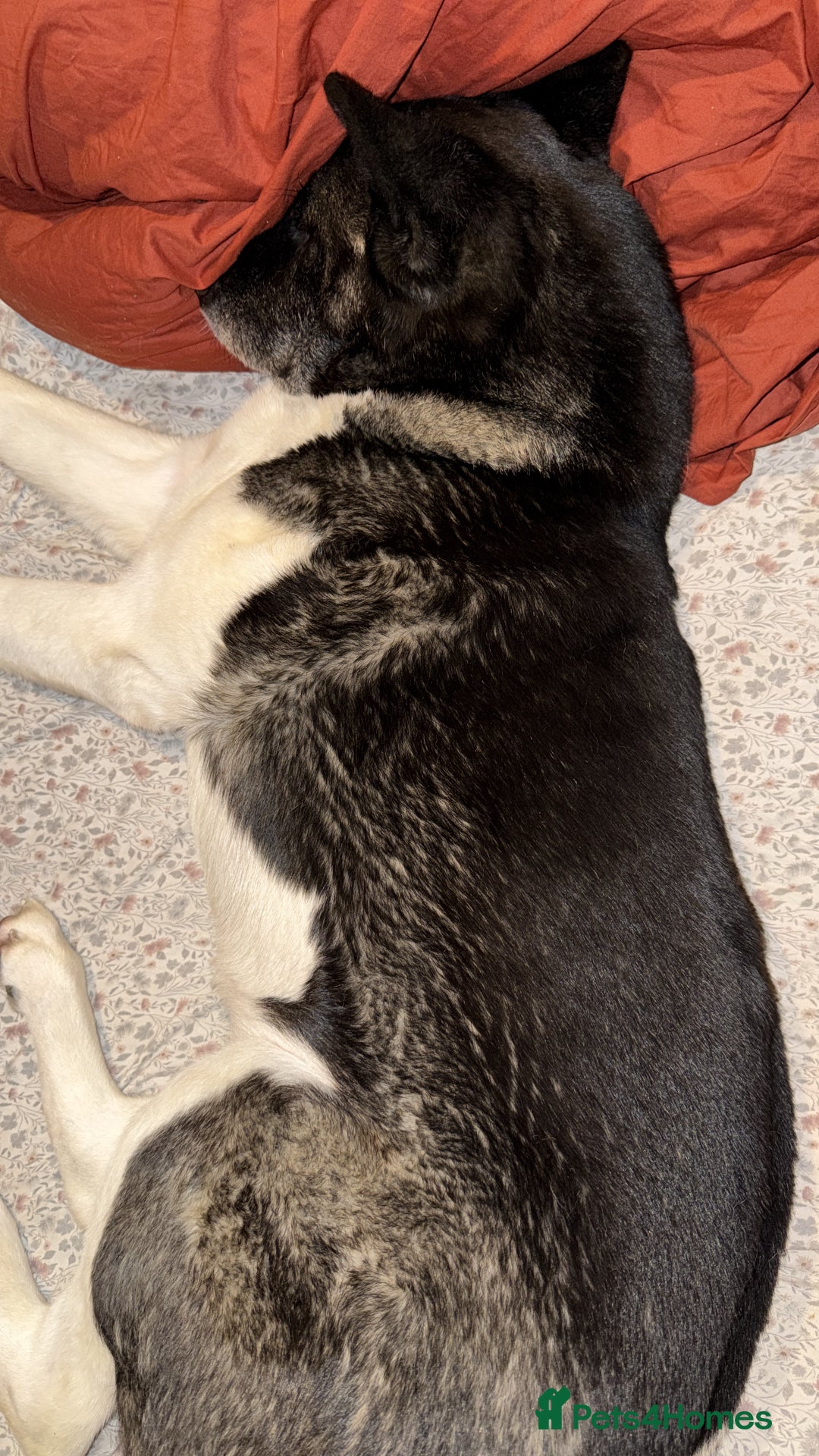 Akita dogs for sale: Calm Adult Home & garden needed for Loving Akita - Advert 8