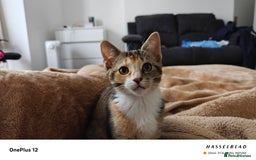 American Shorthair cats for sale: 🐾 Adorable Young Calico Cat Looking  - Image 4