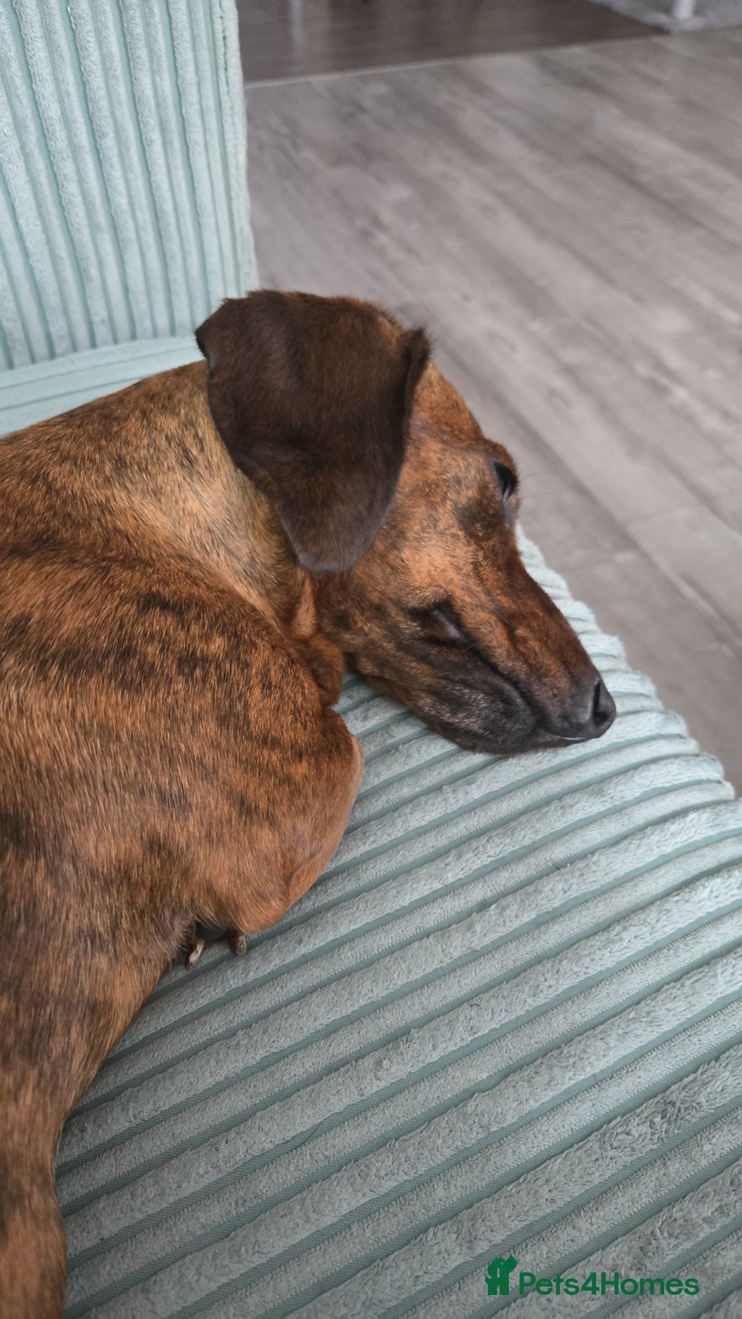 Dachshund dogs for sale: Luna the sausage dog - Image 3