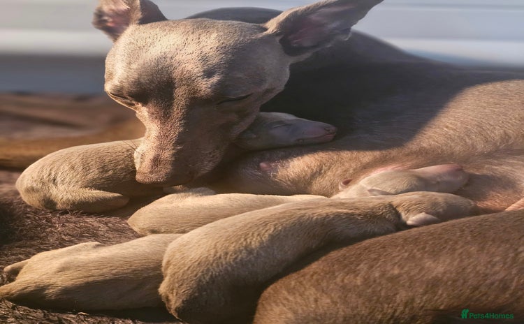 Whippet dogs - Advert 2