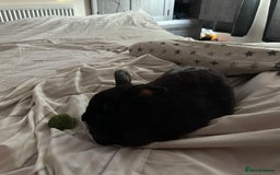 Mixed Breed rabbits for sale: READY TO GO. Havana/European rabbits - Image 7
