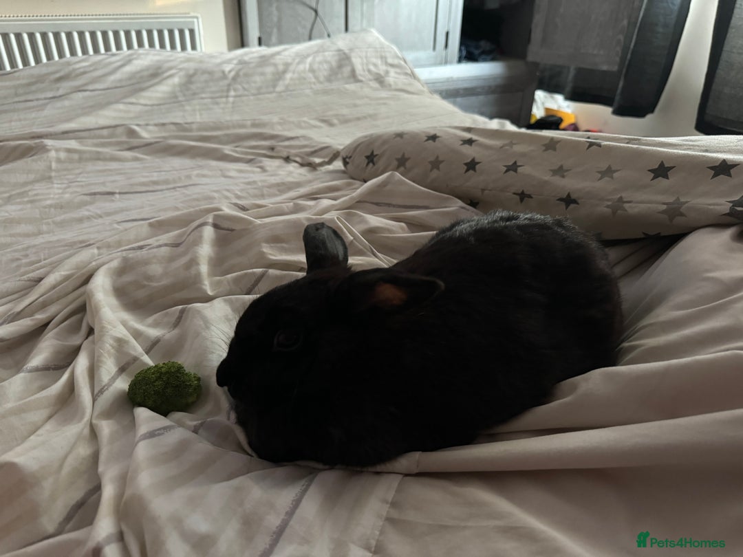 Mixed Breed rabbits for sale: READY TO GO. Havana/European rabbits - Image 7