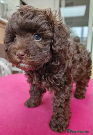 Mixed Breed dogs - Advert 2