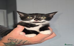 Mixed Breed cats for sale: 8 Kittens looking for their forever homes! - Image 2