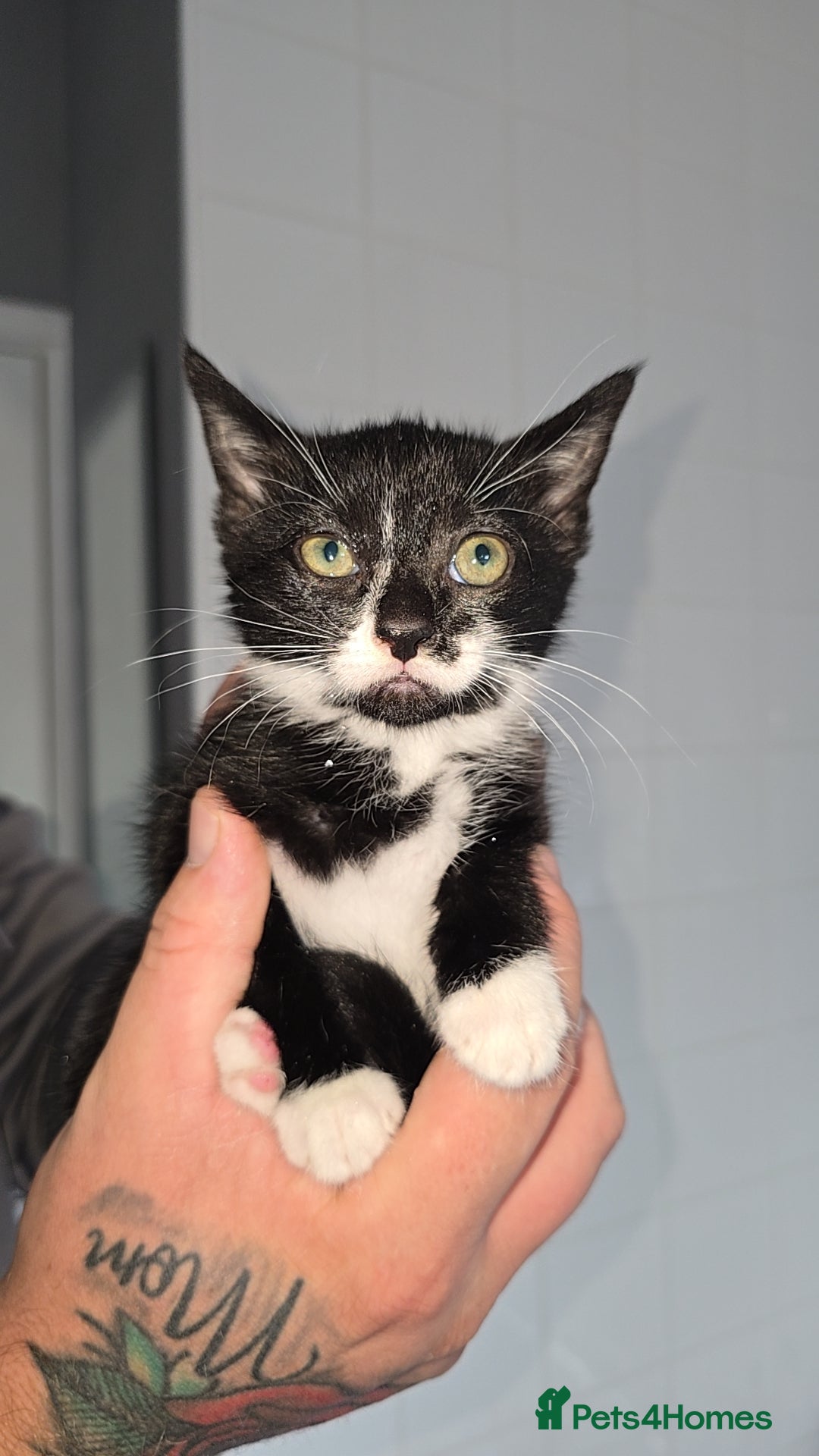 Mixed Breed cats for sale: 8 Kittens looking for their forever homes! - Image 2