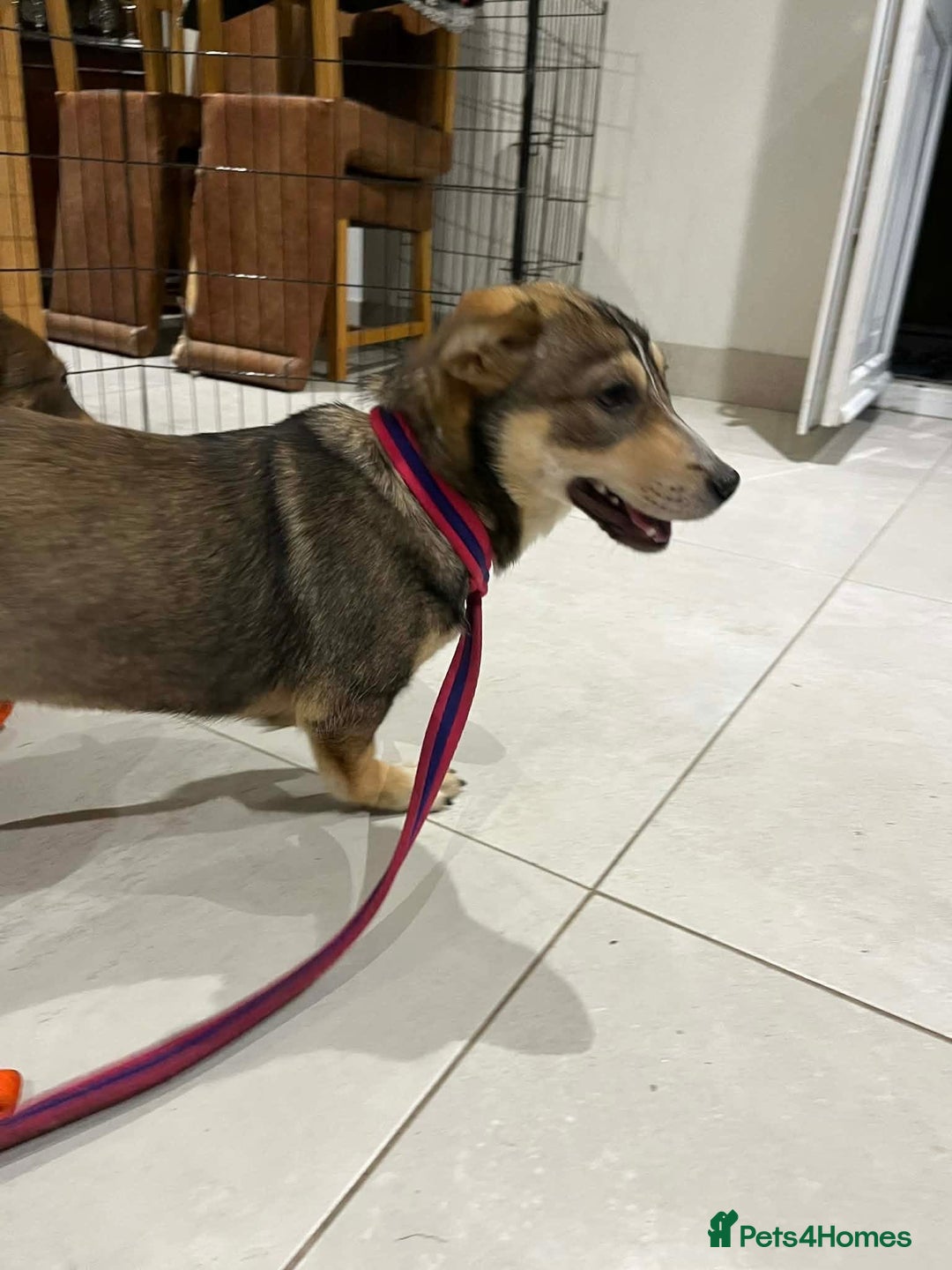 Mixed Breed dogs for adoption: Tallulah - North Walsham Norfolk  - Advert 5