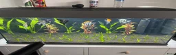 Angelfish fish for sale: Breeding Group Angelfish  - Advert 3