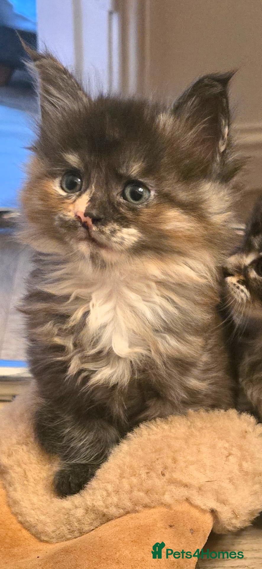 Maine Coon cats Maine coon kittens - Advert 4