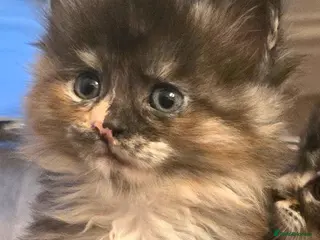 Maine Coon cats Maine coon kittens - Advert 4