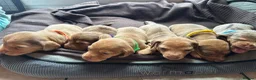 Miniature Dachshund dogs for sale: Miniature dachshund puppies in Willenhall - Advert 2