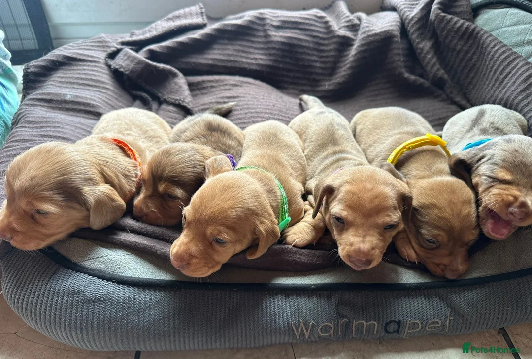 Miniature Dachshund dogs for sale: Miniature dachshund puppies in Willenhall - Advert 2