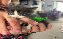 Mixed Breed cats for sale: 5 beautiful kittens - Image 4