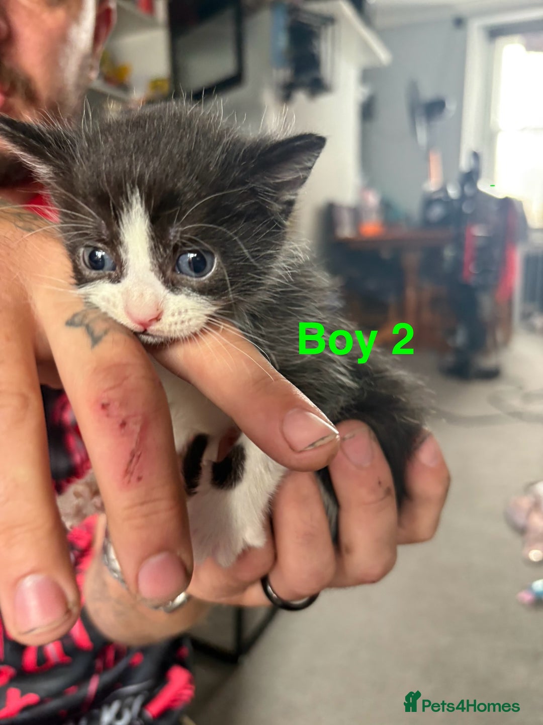 Mixed Breed cats for sale: 5 beautiful kittens - Image 4