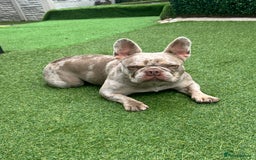 French Bulldog dogs for sale: French bulldgog 3 years old - Image 4