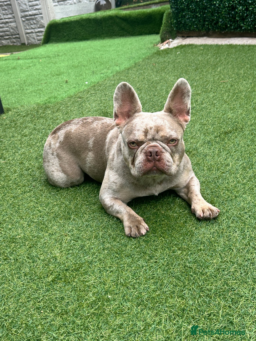 French Bulldog dogs for sale: French bulldgog 3 years old - Image 4