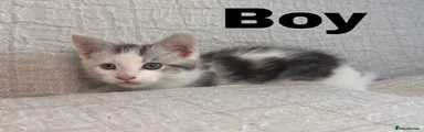Maine Coon 4