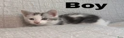Maine Coon cats for sale: STUNNING MAINE COON KITTENS - Advert 13