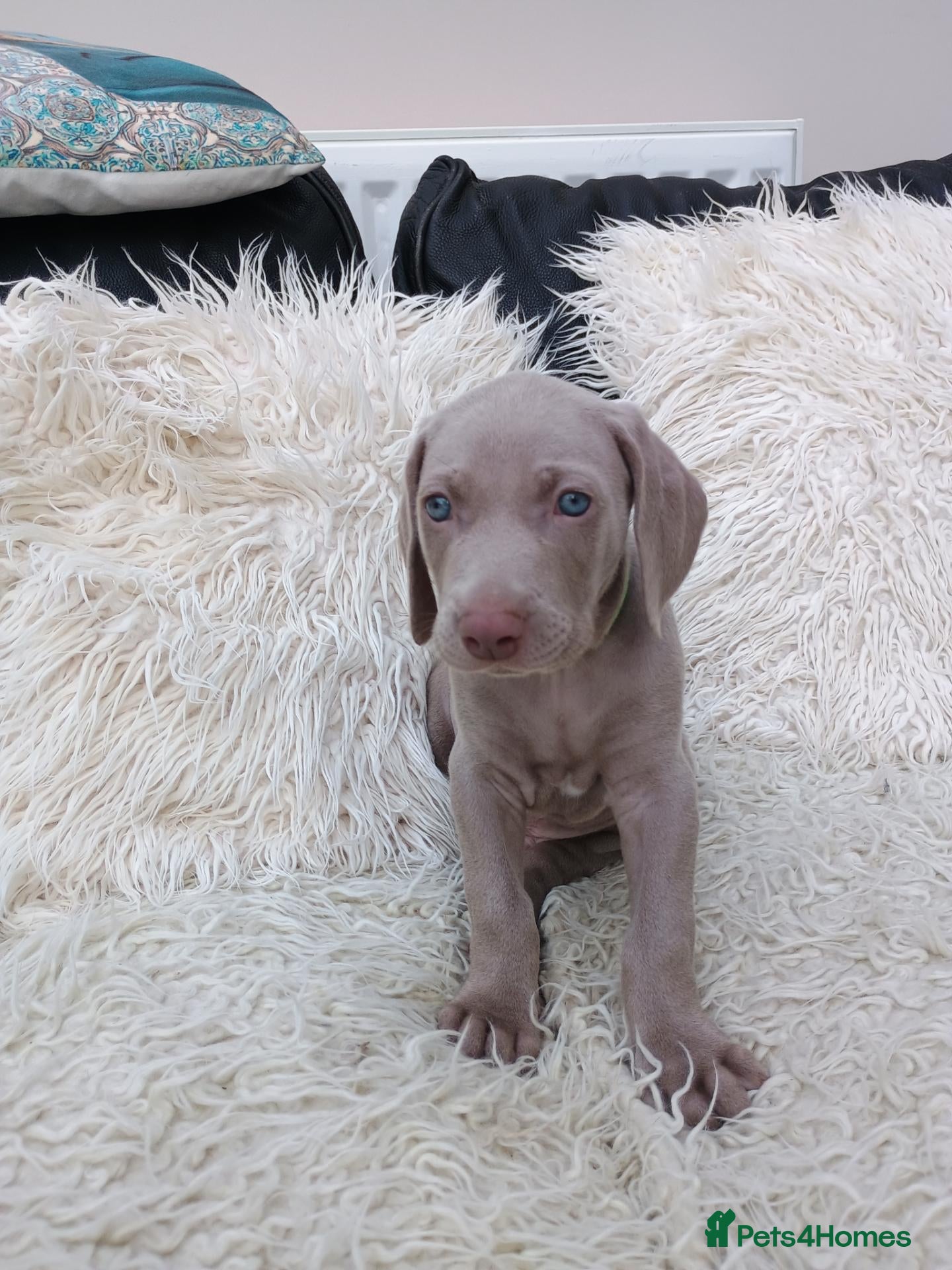 Weimaraner dogs for sale:  Last Beautiful KC Reg Puppy. Parents hip scored.  - Advert 6