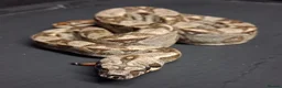 Boa Snake reptiles for sale: Baby Female Boa constrictors  - Advert 10