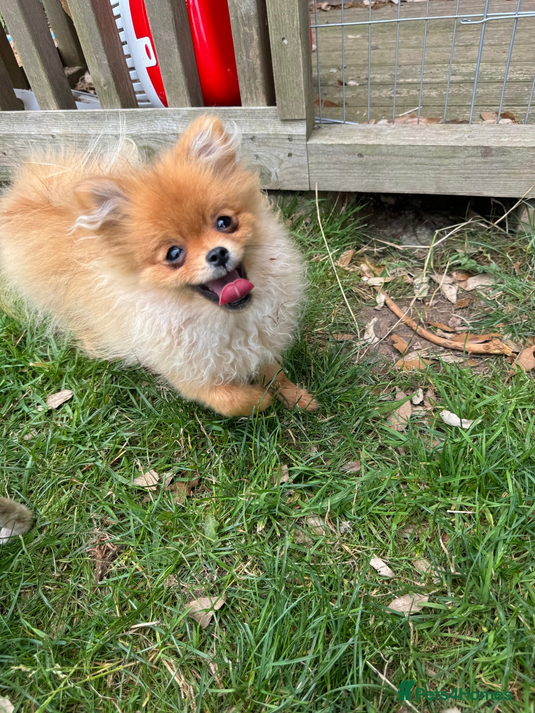 Pomeranian dogs for sale: Biscoff  - Advert 7