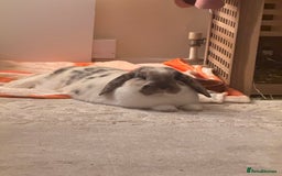 English Lop rabbits for sale: Barney  - Image 7