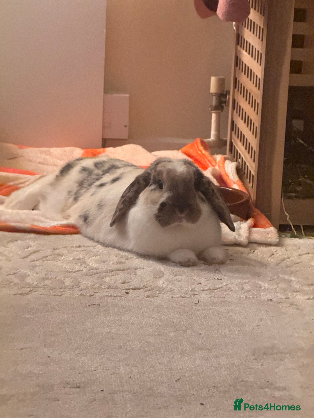English Lop rabbits for sale: Barney  - Image 7