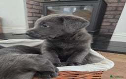 Labrador Retriever dogs for sale: 🩶 beautiful silver/Charcoal KC reg puppies 🩶 - Image 23