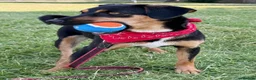 Mixed Breed dogs for adoption: ❤️🐶 PENNY – A HEART FULL OF LOVE & JOY ❤️🐶 - Advert 8