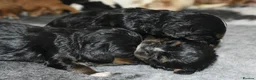 Cavalier King Charles Spaniel dogs for sale: Health Tested- Cavalier King Charles Spaniel - Advert 4
