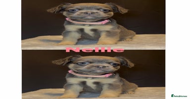 French Bulldog dogs - Advert 1