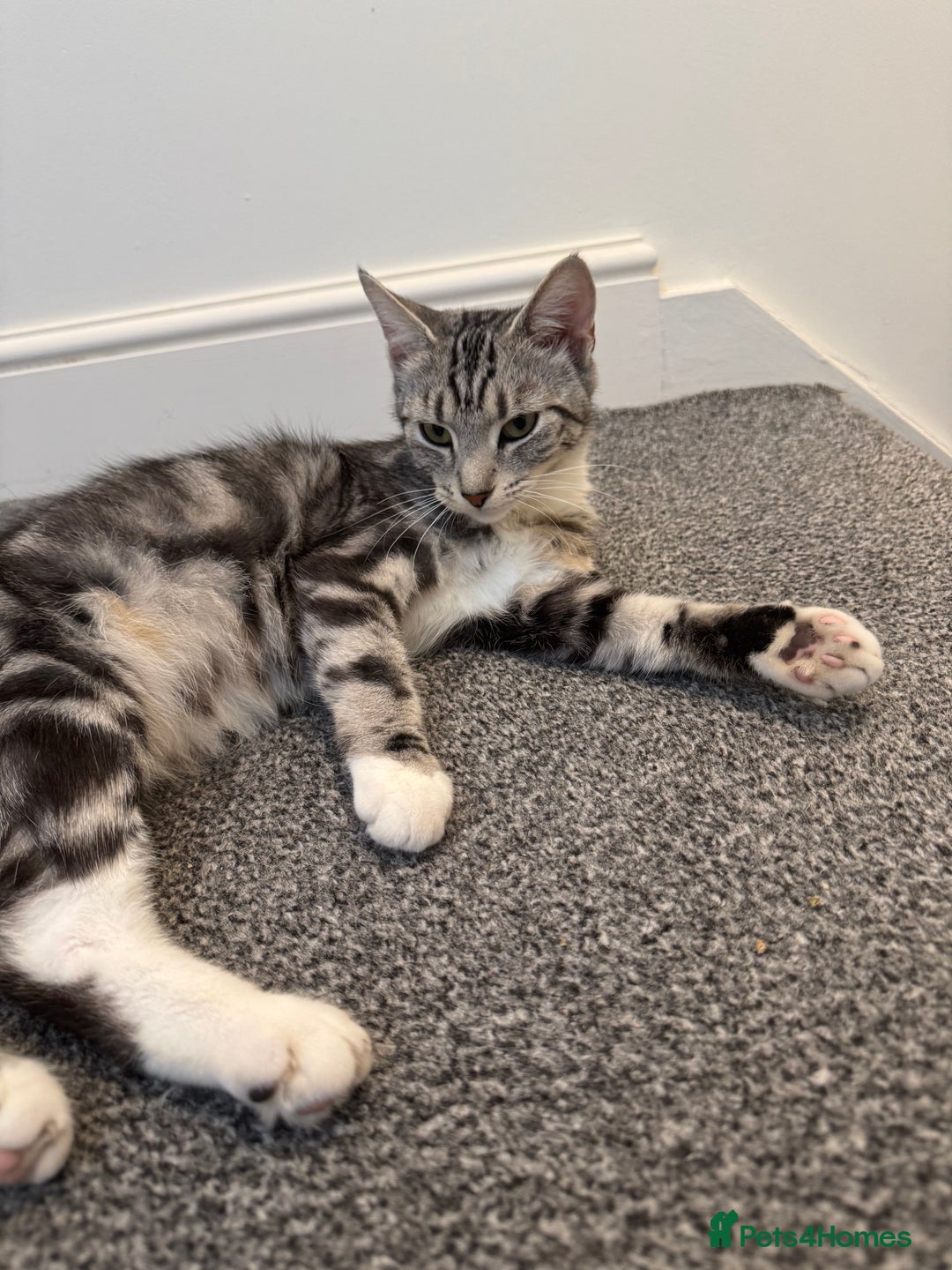 Mixed Breed cats for sale: Willow  - Image 3