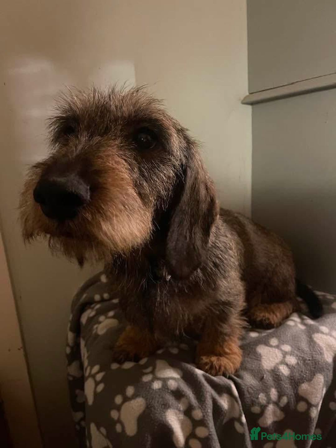 Dachshund dogs for sale: Wire haired Dachshund Puppies KC reg Teckle  - Advert 1