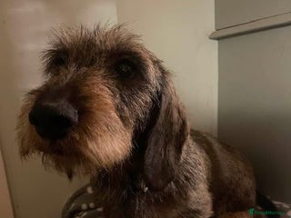 Dachshund dogs Wire haired Dachshund Puppies KC reg Teckle - Advert 3
