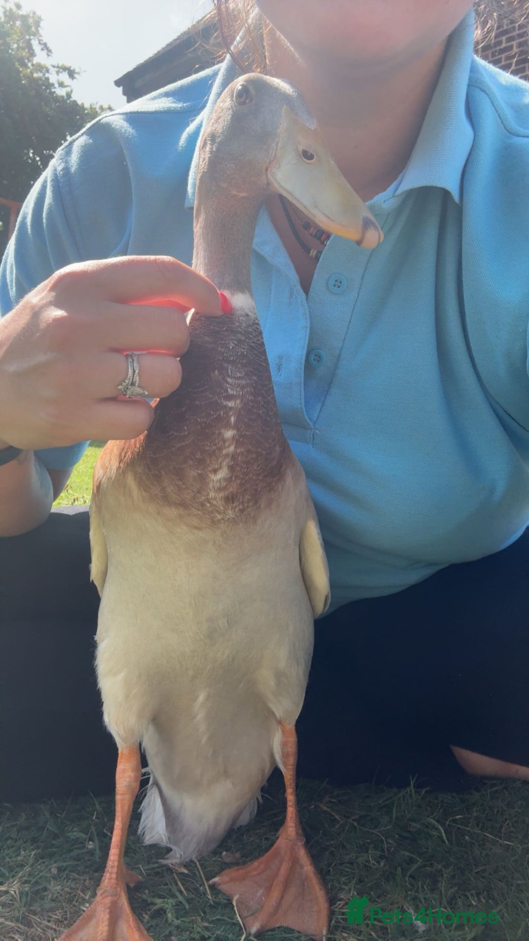 Waterfowl poultry for sale: Male Indian Runner ducks  - Image 2