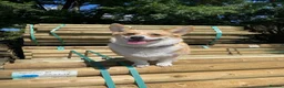Mixed Breed dogs for sale: Corgi x Collie in Bangor - Advert 1