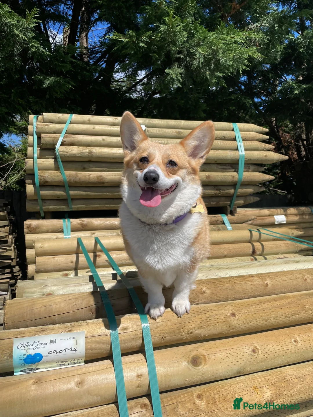 Mixed Breed dogs for sale: Corgi x Collie in Bangor - Advert 1