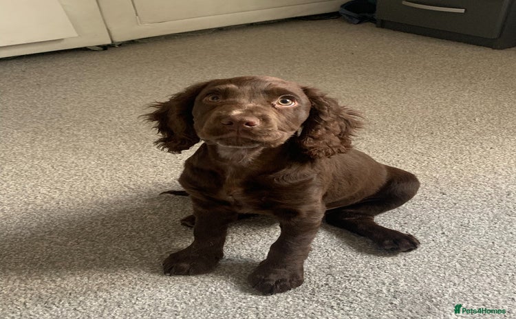 Cocker Spaniel dogs - Advert 10
