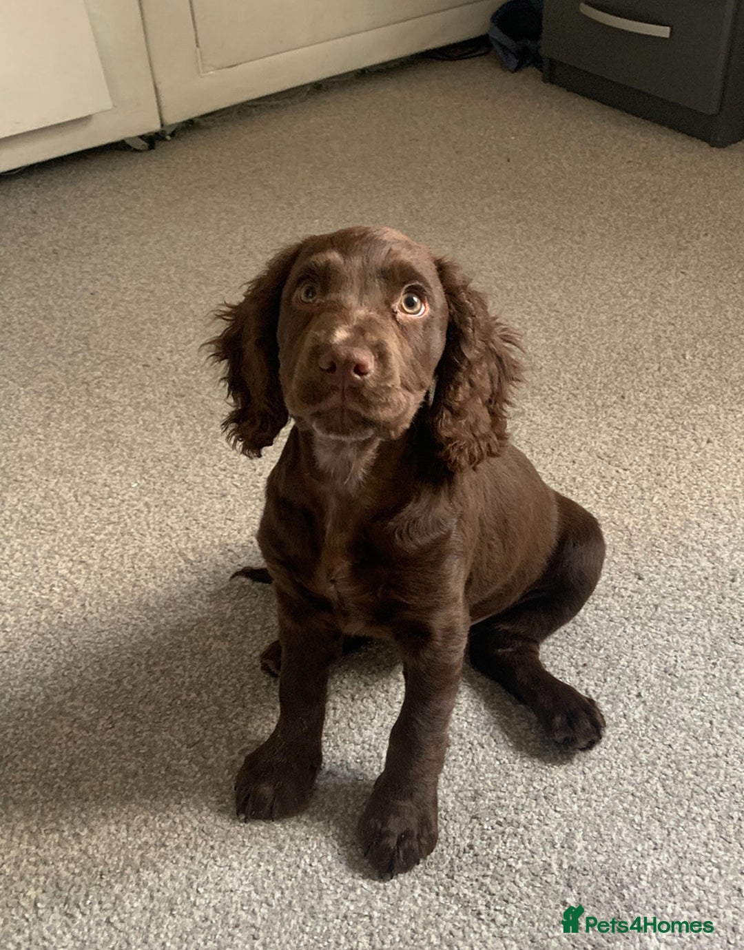 Cocker Spaniel dogs for sale: Cocker spaniel  - Image 1