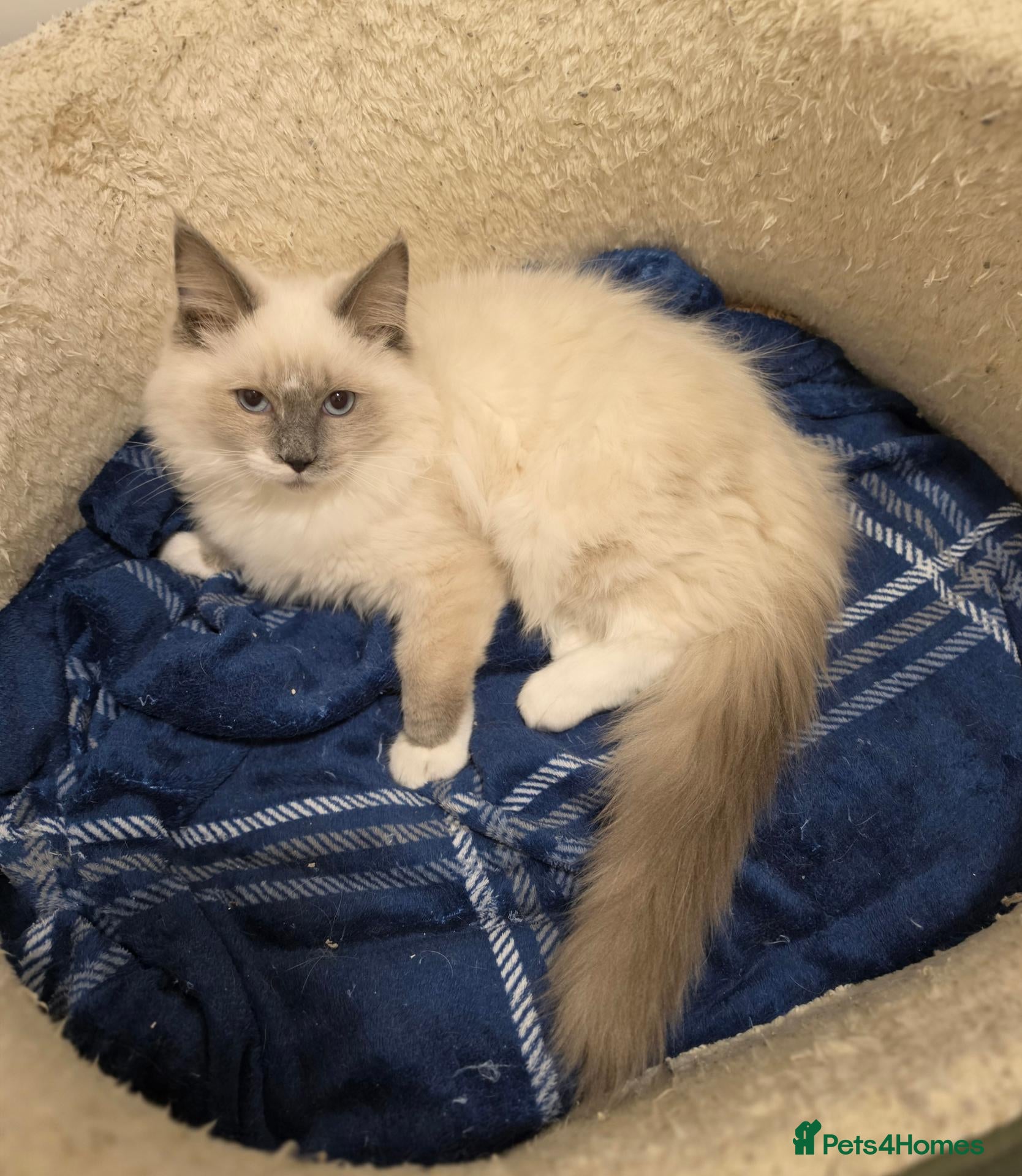 Ragdoll cats 💙🩵 GCCF Registered, Stunnig Boy 💙🩵 - Advert 1