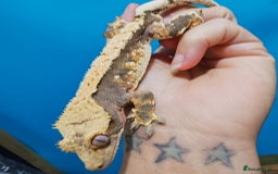 Gecko reptiles for sale:  Crested Gecko - Image 2