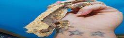 Gecko reptiles for sale:  Crested Gecko - Advert 2
