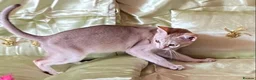 Singapura cats for sale: Rare Breed Singapura Kitten - Advert 22