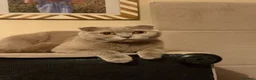 Scottish Fold cats for sale: Gorgeous blue Scottish folds/straights - Advert 13