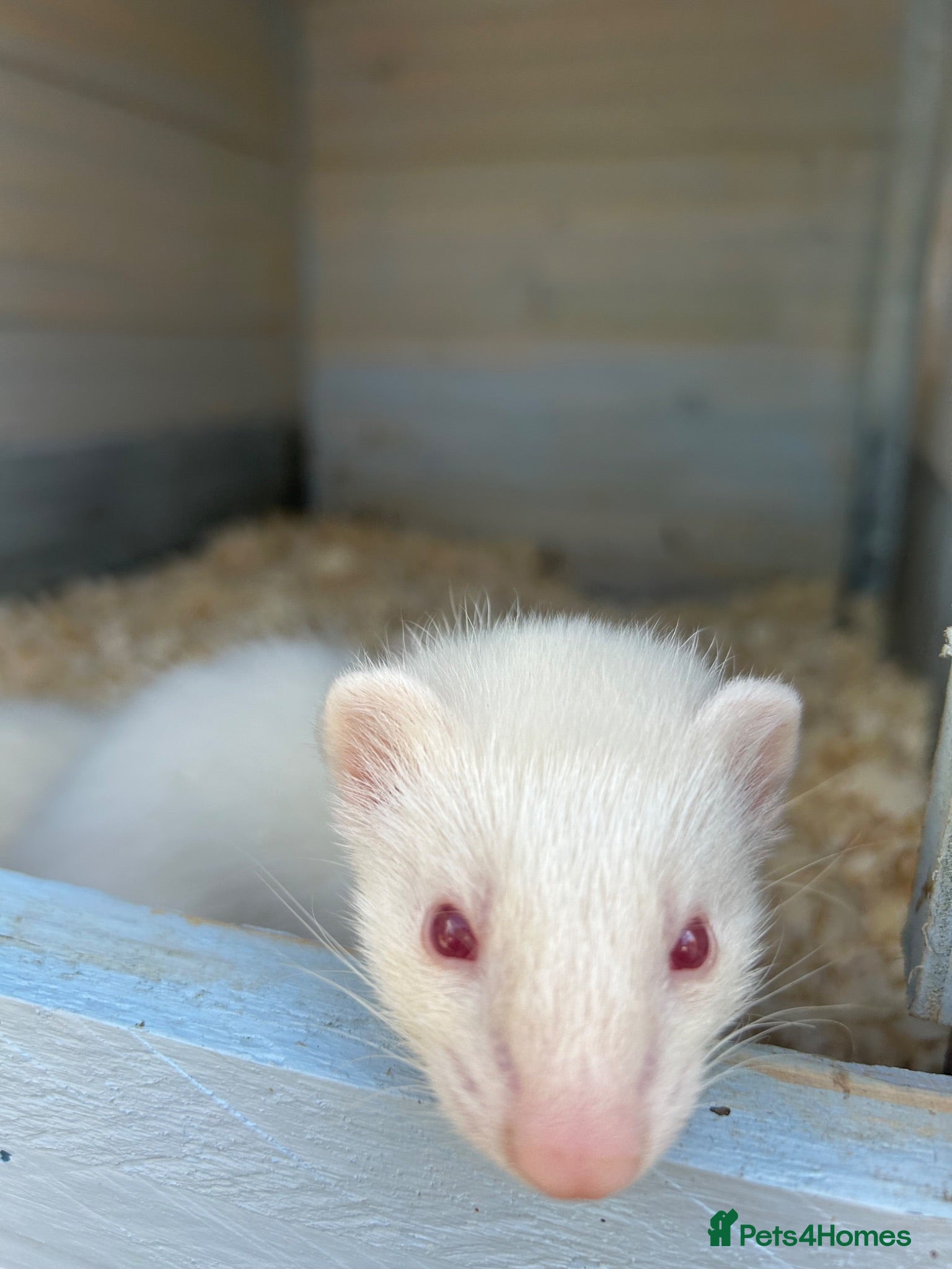 Ferret rodents Ferrets  - Advert 18