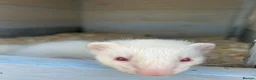Ferret rodents for sale: Ferrets  - Advert 1