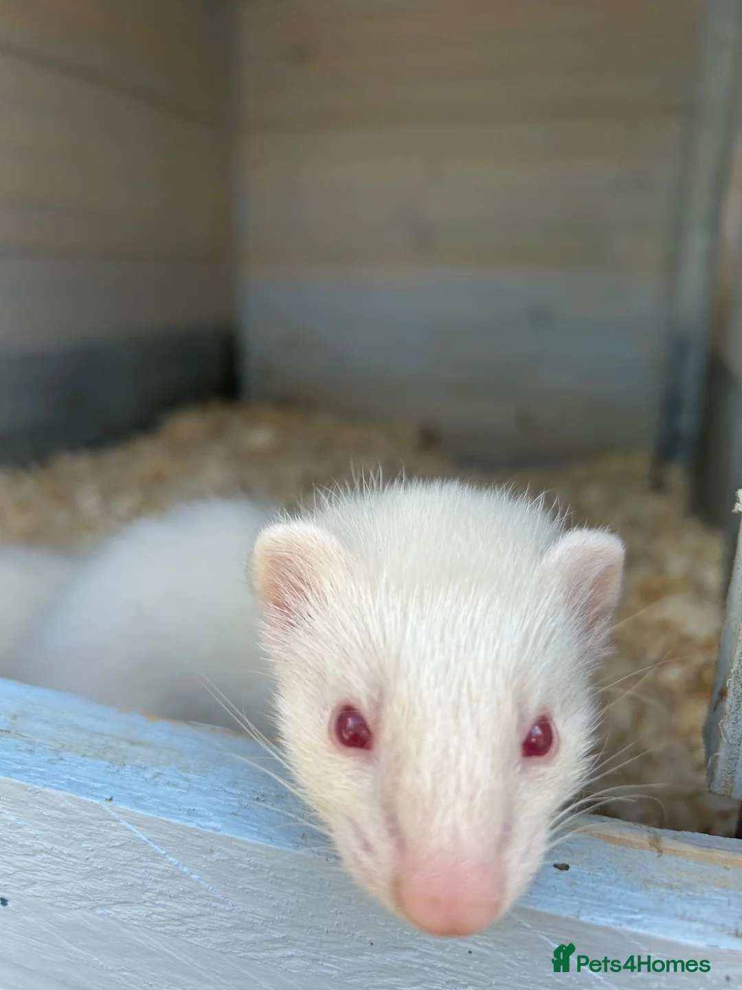 Ferret rodents for sale: Ferrets  - Advert 1