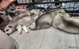Siberian Husky dogs for sale: BEAUTIFUL SIBERIAN HUSKIES  - Image 9