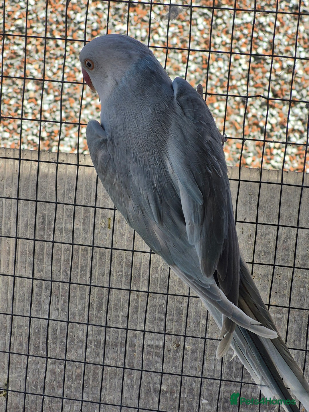 Ringnecks birds for sale: Ringneck Female  - Image 3