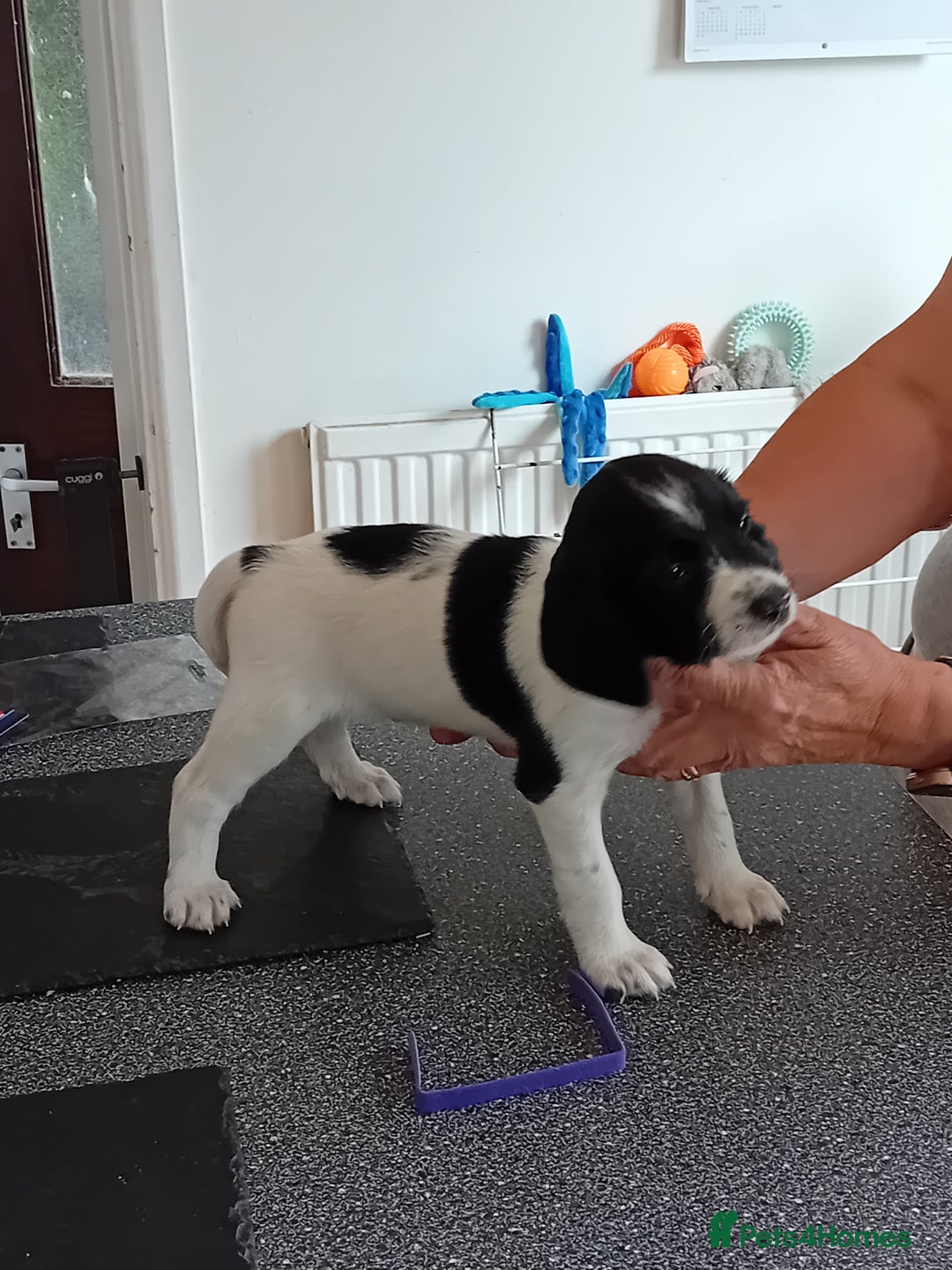 English Springer Spaniel dogs for sale: Working English Springer Spaniel  in Cullompton - Image 14