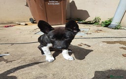 Huskita dogs for sale: Adorable akita x husky puppies for sale in Chatham - Image 1